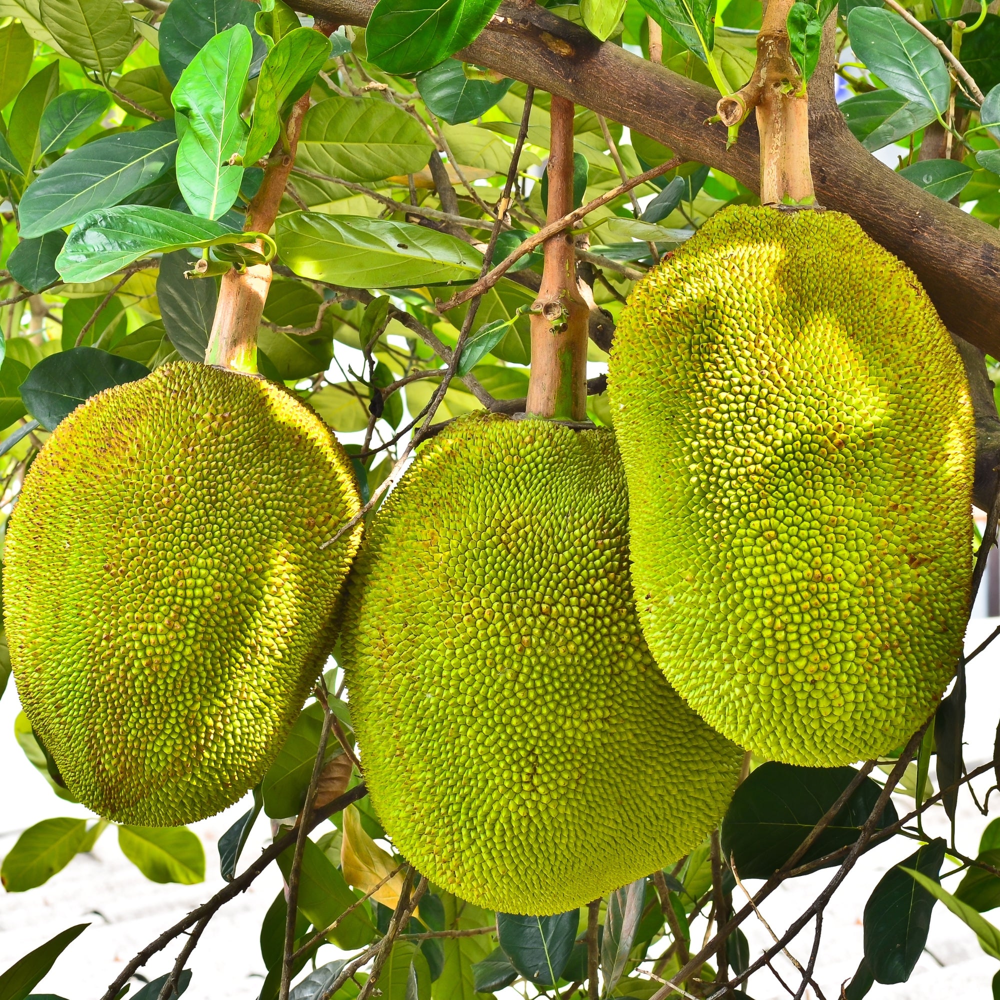 Flavours Avenue Jack Fruit Concentrate, 750ml