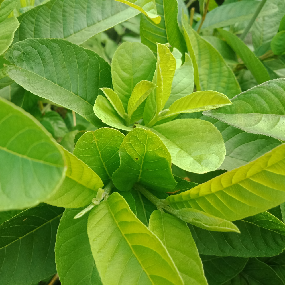 Flavours Avenue Guava Leaves 50g