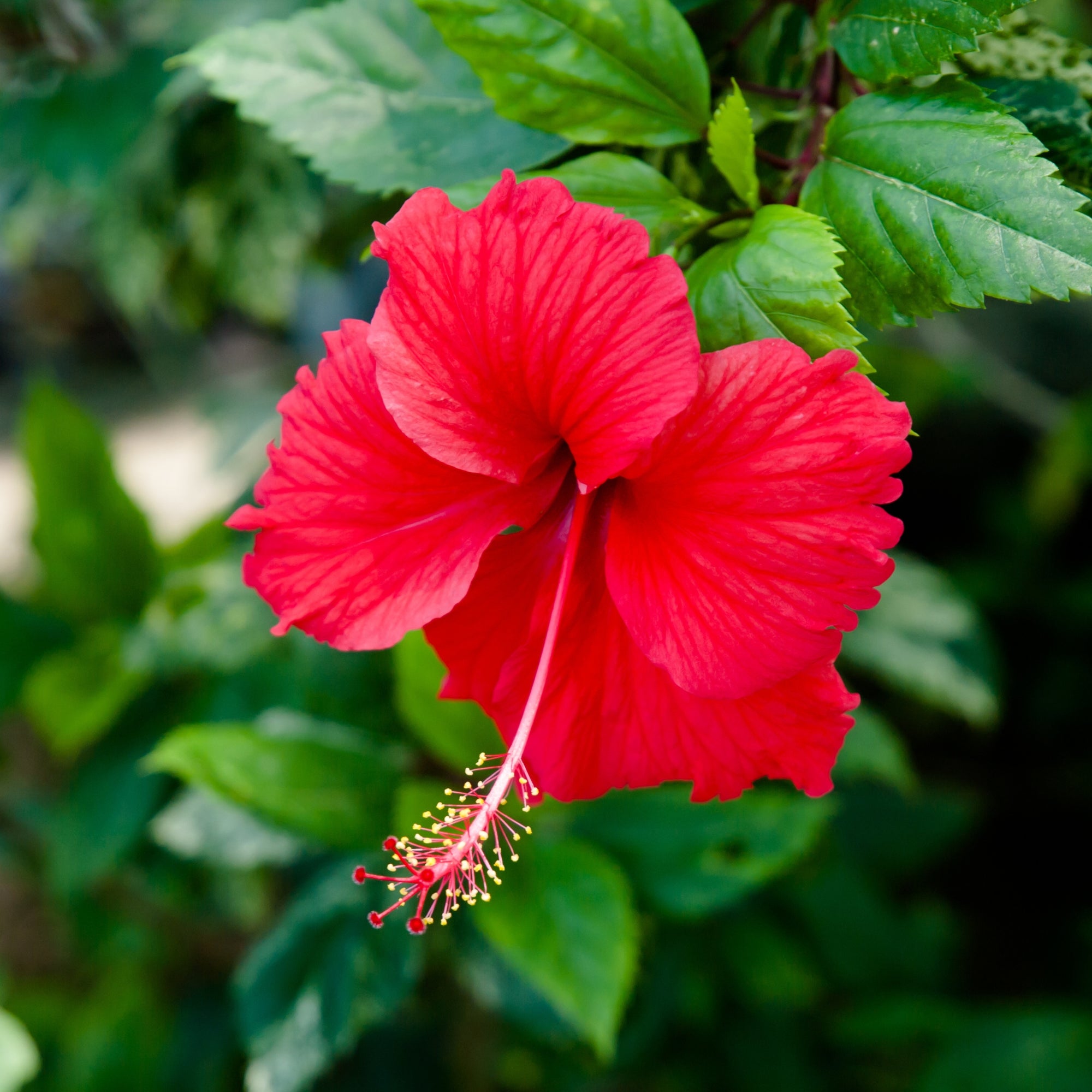 Flavours Avenue Hibiscus Iced-Tea Concentrate, 750ml