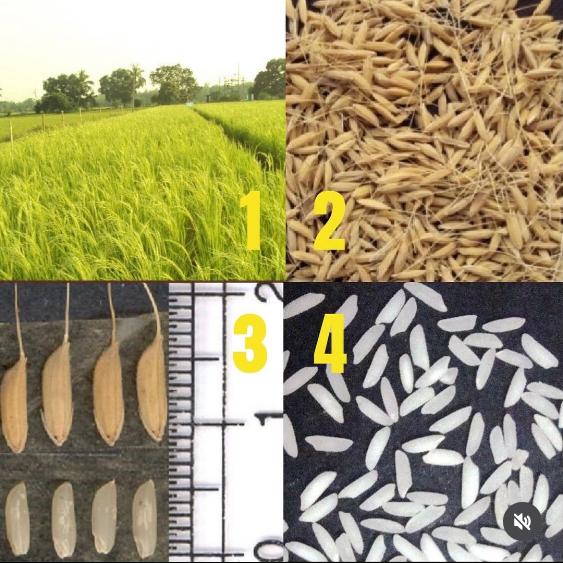 Earth Story Farms Tulaipanji Rice Non-parboiled (Atap) 800 g