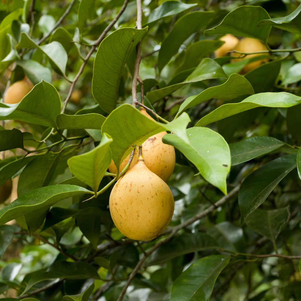 Flavours Avenue Nutmeg Fruit Concentrate 750ml