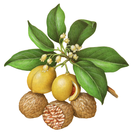 Flavours Avenue Nutmeg Fruit Concentrate 750ml