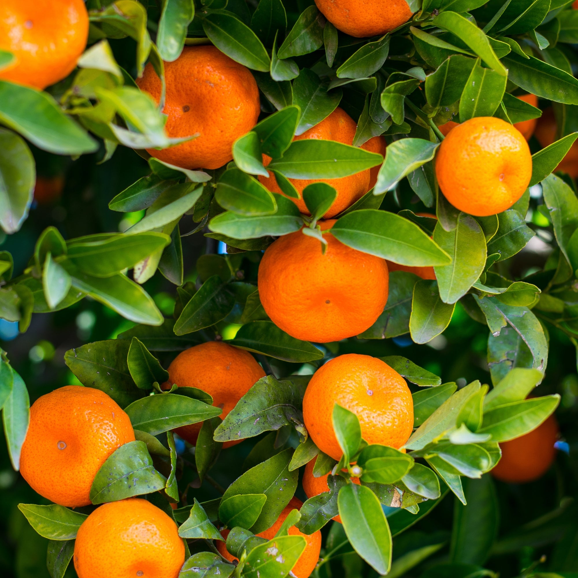 Flavours Avenue Orange Iced-Tea Concentrate, 750ml