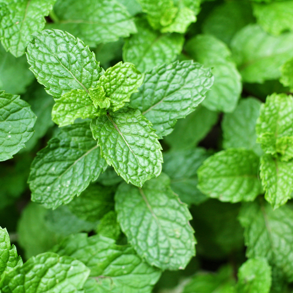 Flavours Avenue Spearmint Leaves 50g