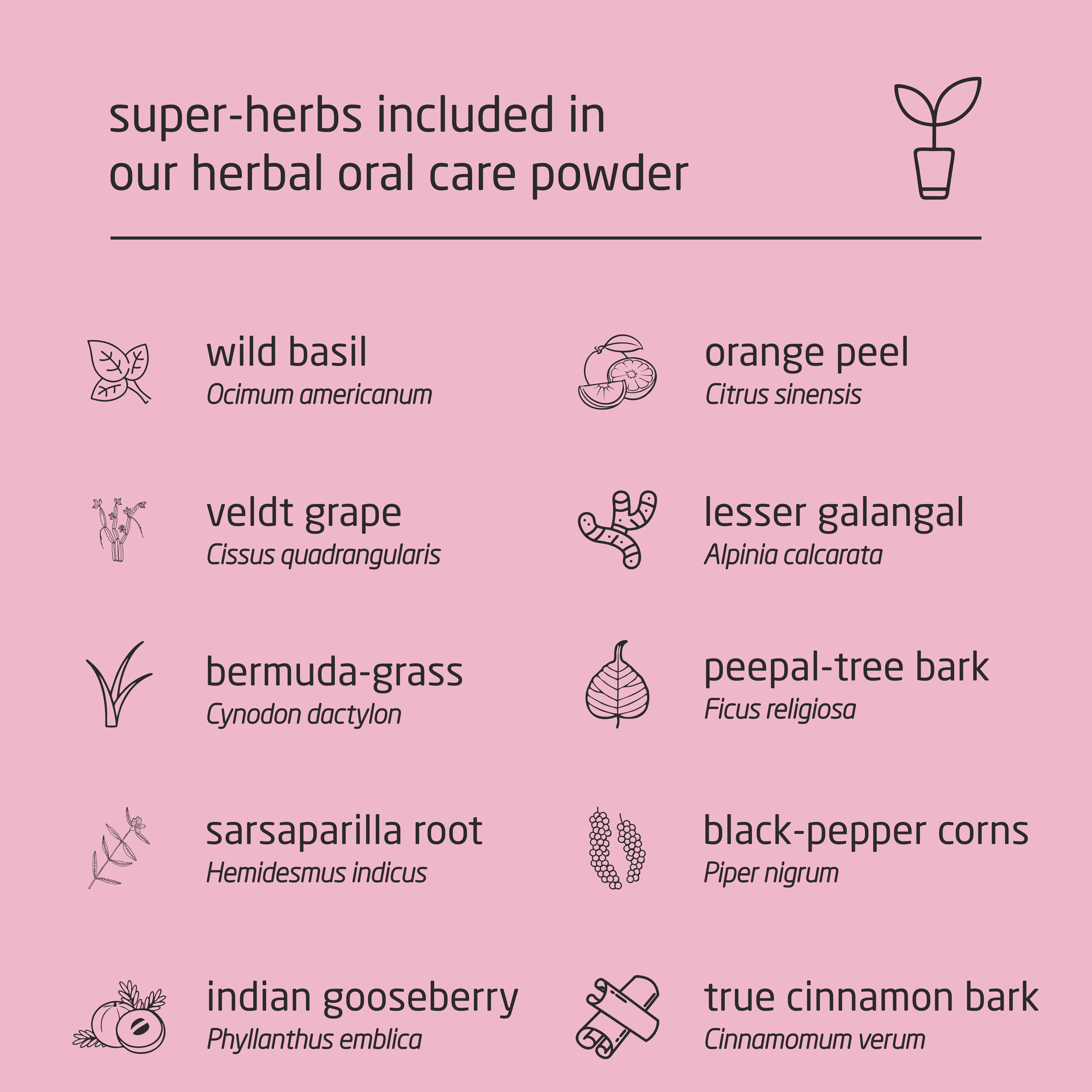 Feel Sattvic  Super-Premium  Herbal Oral Care Powder – 50g